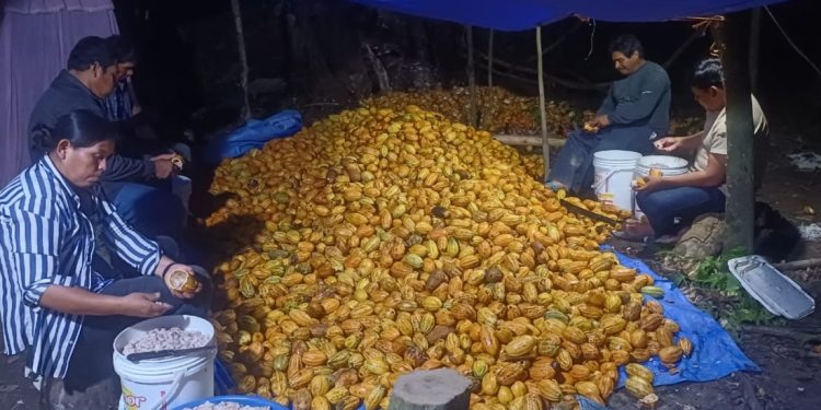 Cosecha extraordinaria de cacao silvestre en la Isla Porvenir