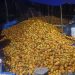 Cosecha extraordinaria de cacao silvestre en la Isla Porvenir
