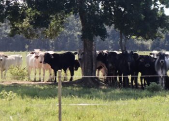 Advierten que PL 157 de conversión de tierras sienta bases para la reconcentración de la propiedad agraria y anuncian recurso legal