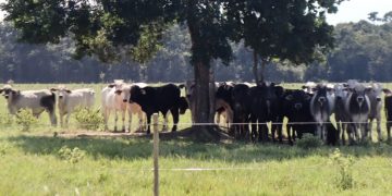 Advierten que PL 157 de conversión de tierras sienta bases para la reconcentración de la propiedad agraria y anuncian recurso legal