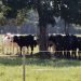 Advierten que PL 157 de conversión de tierras sienta bases para la reconcentración de la propiedad agraria y anuncian recurso legal