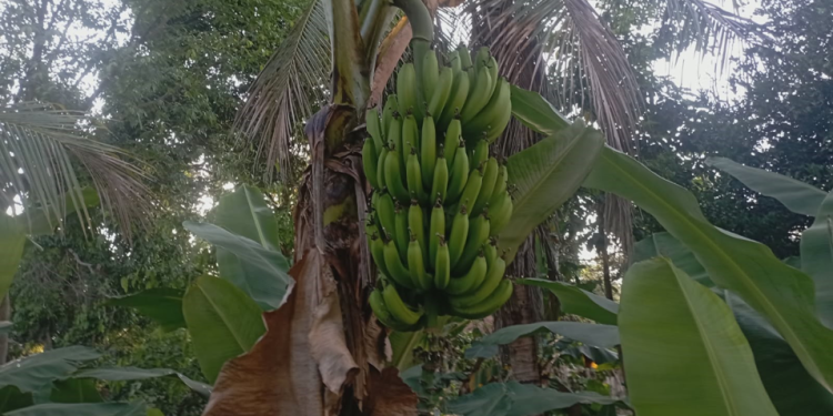 Contiocap exige anulación inmediata de la Ley 1720 por inconstitucional y vulnerar derechos indígenas