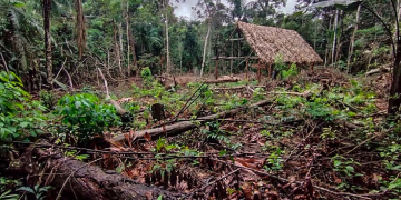 Indígenas de Tacana II alertan invasión en zona donde transita un pueblo no contactado