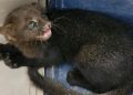 Hallan y rescatan una cría de puma yaguarundí en Trinidad: El felino rompió su sigilo en la ciudad