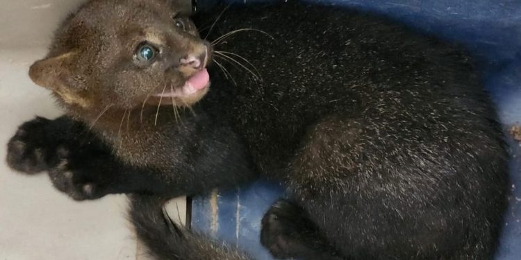 Hallan y rescatan una cría de puma yaguarundí en Trinidad: El felino rompió su sigilo en la ciudad