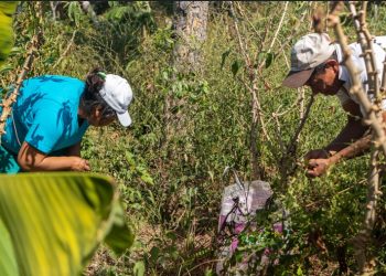 21 restaurantes celebran la identidad culinaria y la conservación del Bosque Chiquitano