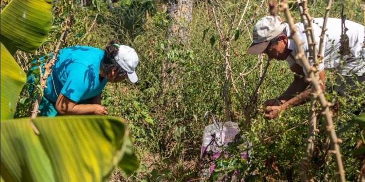 21 restaurantes celebran la identidad culinaria y la conservación del Bosque Chiquitano