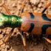 El escarabajo tigre boliviano se corona campeón mundial de conservación