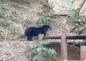 Bloqueos de caminos ponen en situación de peligro a 1.200 animales albergados en Senda Verde