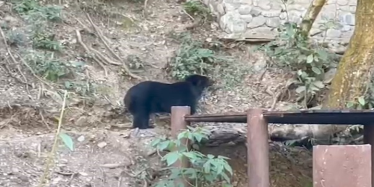 Bloqueos de caminos ponen en situación de peligro a 1.200 animales albergados en Senda Verde