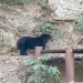 Bloqueos de caminos ponen en situación de peligro a 1.200 animales albergados en Senda Verde