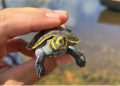 Investigación y comunidad: El exitoso plan de repoblamiento de tortugas en el río Manuripi