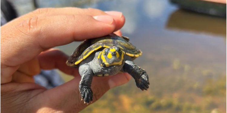 Investigación y comunidad: El exitoso plan de repoblamiento de tortugas en el río Manuripi