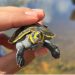 Investigación y comunidad: El exitoso plan de repoblamiento de tortugas en el río Manuripi