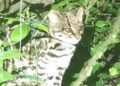 Gato tigre nublado: ¿por qué la ciencia se impacta ante la presencia de esta especie en Cochabamba?