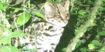Gato tigre nublado: ¿por qué la ciencia se impacta ante la presencia de esta especie en Cochabamba?