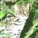 Gato tigre nublado: ¿por qué la ciencia se impacta ante la presencia de esta especie en Cochabamba?
