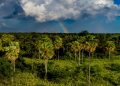 Comité de Gestión del Kaa Iya renueva directorio y compromiso de conservación de 3,5 millones de has de biodiversidad
