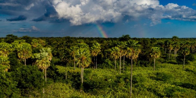 Comité de Gestión del Kaa Iya renueva directorio y compromiso de conservación de 3,5 millones de has de biodiversidad