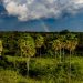 Comité de Gestión del Kaa Iya renueva directorio y compromiso de conservación de 3,5 millones de has de biodiversidad