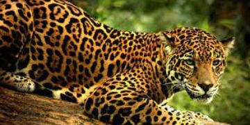 La biodiversidad de Bolivia: un patrimonio único que el mundo admira
