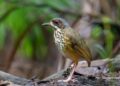 Masked Antpitta. Foto: Teodoro Camacho