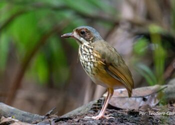 Masked Antpitta. Foto: Teodoro Camacho