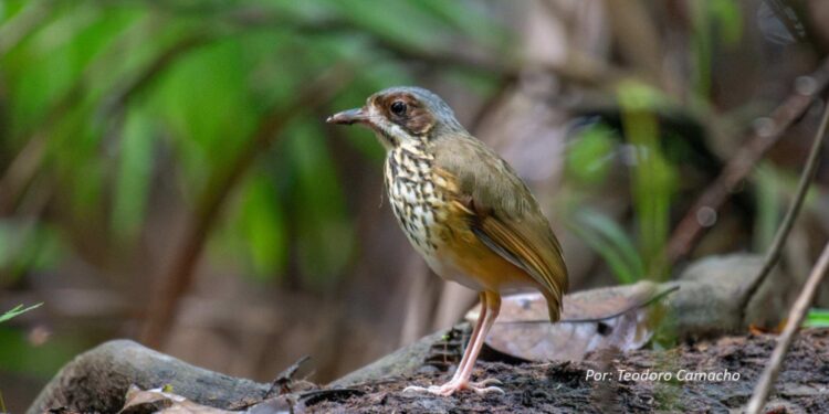 Masked Antpitta. Foto: Teodoro Camacho