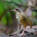 Masked Antpitta. Foto: Teodoro Camacho