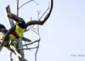 Iniciativa Conserva Aves consolida un legado de conservación a gran escala en Bolivia