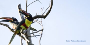 Iniciativa Conserva Aves consolida un legado de conservación a gran escala en Bolivia