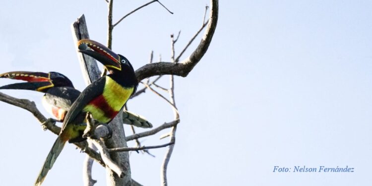 Iniciativa Conserva Aves consolida un legado de conservación a gran escala en Bolivia