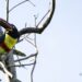 Iniciativa Conserva Aves consolida un legado de conservación a gran escala en Bolivia