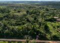 Del sujal a una escuela viva de la Amazonía