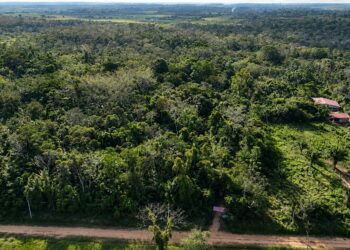 Del sujal a una escuela viva de la Amazonía