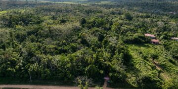 Del sujal a una escuela viva de la Amazonía