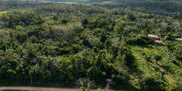 Del sujal a una escuela viva de la Amazonía