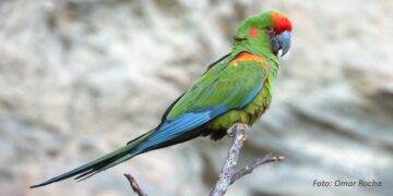 Territorios de vida: una visita al Cañón del Caine, refugio de la Paraba Frente Roja 