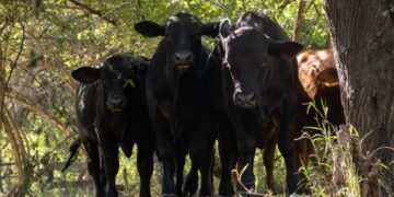 Ganaderos acuerdan impulsar «ganadería de bosque sostenible» en el Gran Chaco