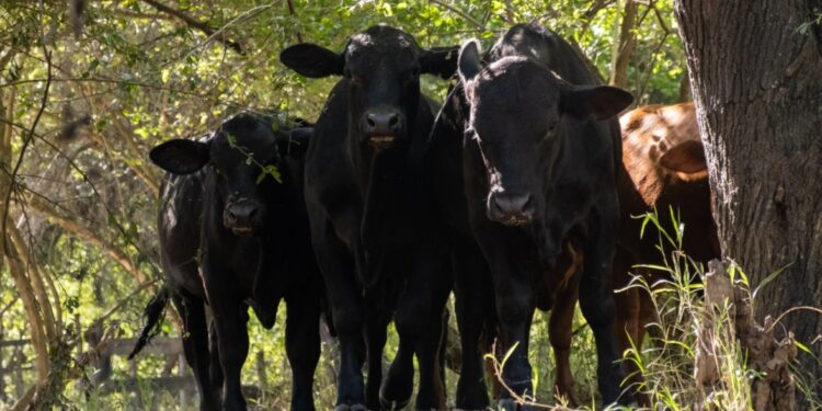 Ganaderos acuerdan impulsar «ganadería de bosque sostenible» en el Gran Chaco