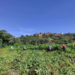 Amenazan con dinamitar casa de afectados de comunidad que denunció minería en Coripata