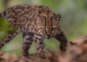 Leopardus tilcayo: Bolivia le da al mundo una nueva especie de gato silvestre, la primera en más de 100 años