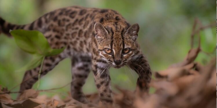 Leopardus tilcayo: Bolivia le da al mundo una nueva especie de gato silvestre, la primera en más de 100 años