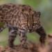Leopardus tilcayo: Bolivia le da al mundo una nueva especie de gato silvestre, la primera en más de 100 años