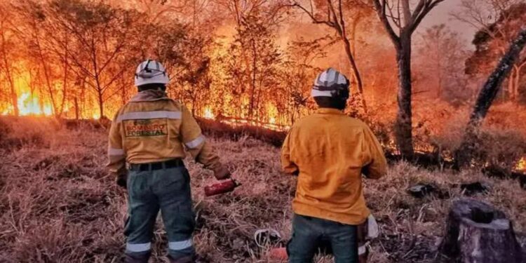 Especialista advierte: Cerca del 75 % de las hectáreas quemadas en 2026 corresponde a territorios que registraron incendios previos