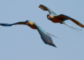 Conserva Aves implementará segunda fase en Bolivia a partir de 2027 con «millones de dólares» disponibles