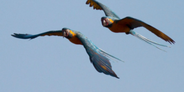 Conserva Aves implementará segunda fase en Bolivia a partir de 2027 con «millones de dólares» disponibles