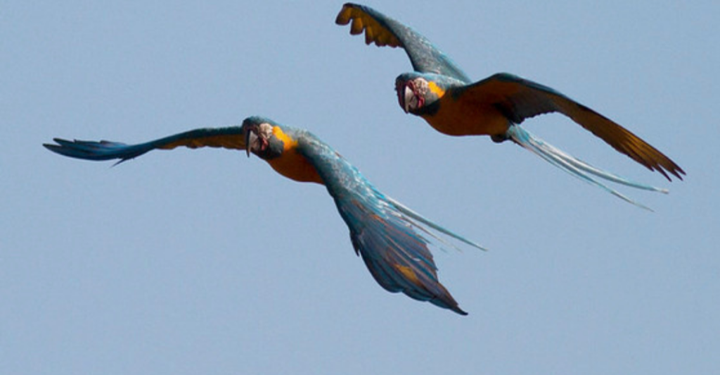 Conserva Aves implementará segunda fase en Bolivia a partir de 2027 con «millones de dólares» disponibles