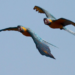 Conserva Aves implementará segunda fase en Bolivia a partir de 2027 con «millones de dólares» disponibles
